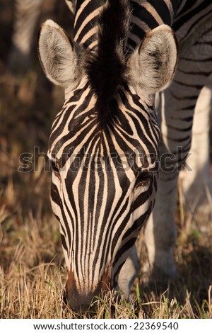 Zebra Eating Grass Stock Photo 22369540 : Shutterstock