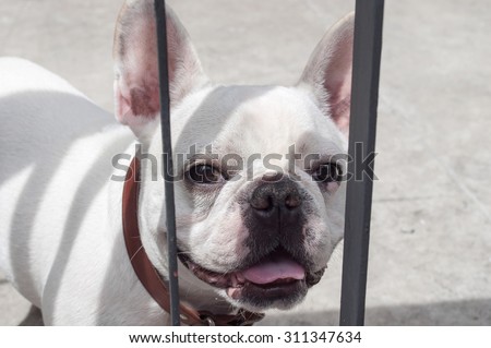 French Bulldog looking at camera through the home fence with natural light on midday