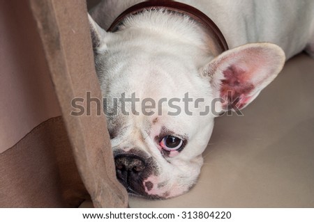 Sad and Lonely Dog (French Bulldog)
