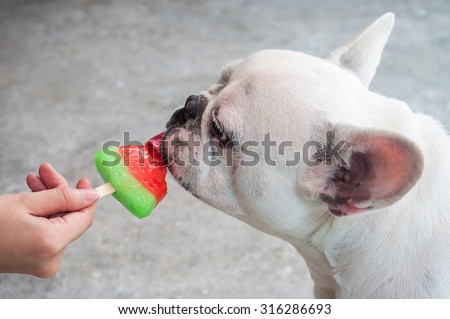 Lovely French Bulldog eating ice-cream in girl hand