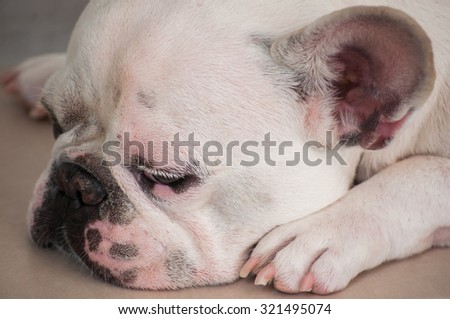 Cute White French Bulldog feels sleepy and lonely