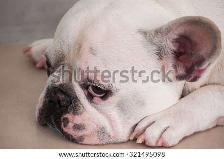 Cute White French Bulldog feels sleepy and lonely