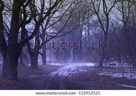 Fog in the  night forest.