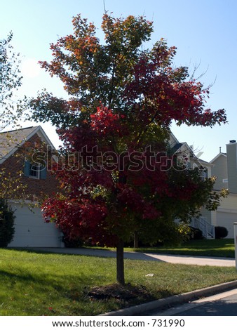 Suburban street tree adorned in red and green leaves. Turning of the leaves in North Carolina