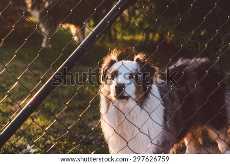 Dog behind the fence