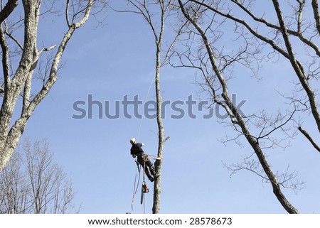 Tree cut service.