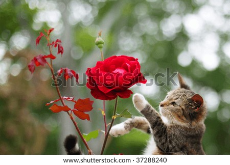 Cat asked people to raise him to touch the rose!