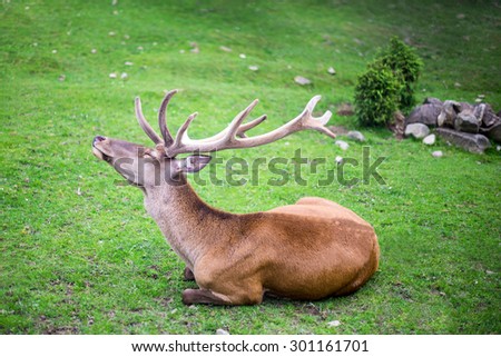 Profile of a red deer relaxing, lying down in a forest