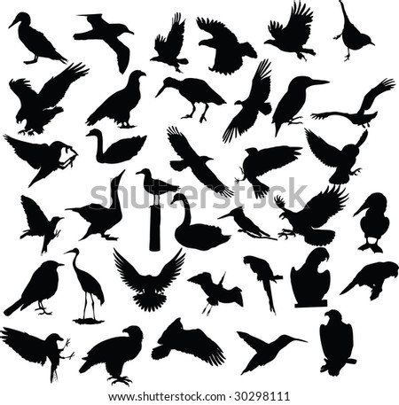 stock vector bird vector silhouette