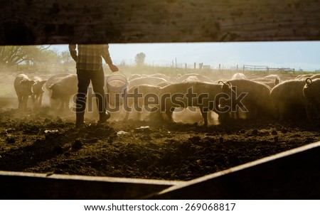 Farmer Feeding Livestock