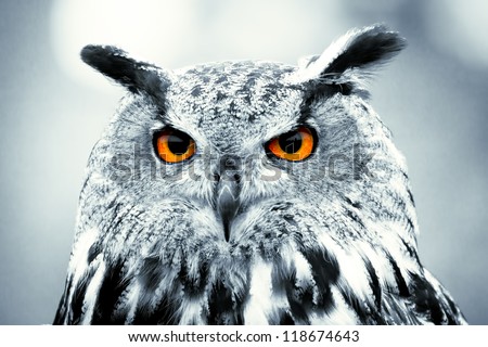 Piercing owl Eyes