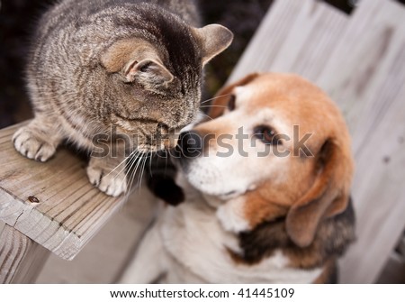 A dog and cat getting friendly with each other.