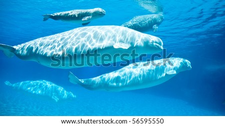 friendly beluga whales underwater
