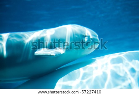 beluga whale smiling. eluga whale calf smiling