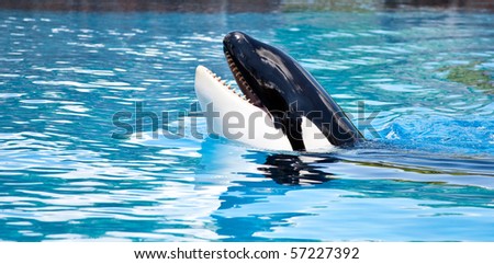 Friendly Killer Whale