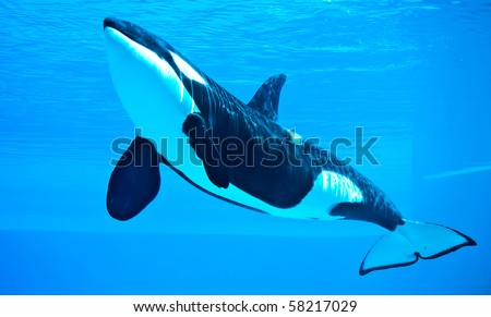 friendly killer whale, orca