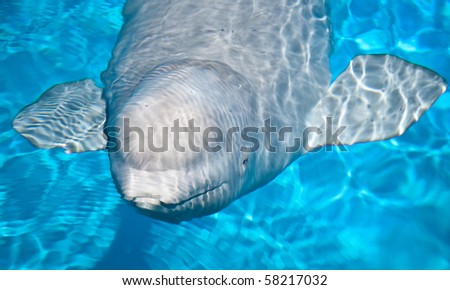 friendly beluga whale