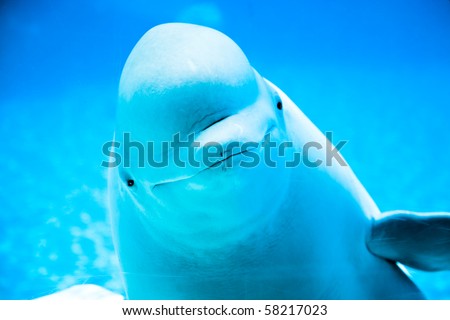 friendly beluga whale