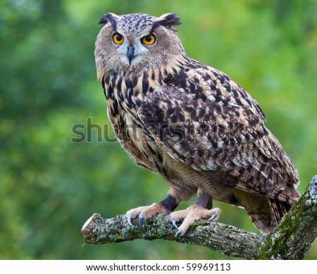 stock photo A Eurasian Eagle Owl perched on a branch