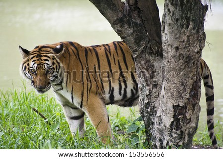 Tiger behind tree