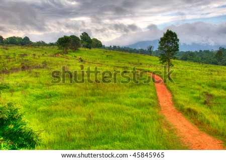 path running through field in jungle