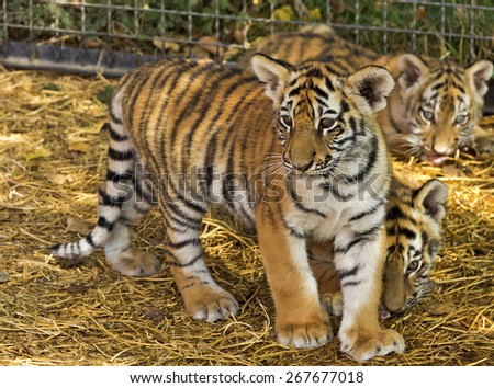 The tiger cubs at the zoo, in the nursery.