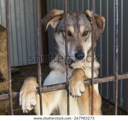 Dog standing on its hind legs behind bars.In the shelter for homeless animals.
