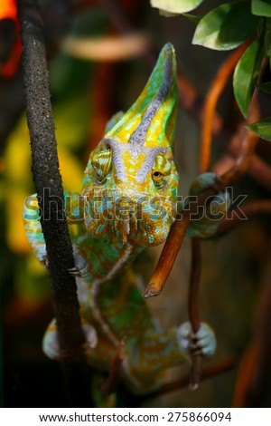 Funny Chameleon is sitting on a branch in a wild nature and staring in different directions.