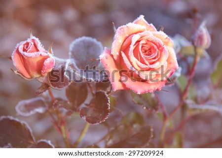 Frozen red roses in white frost in the morning in a sunny haze.