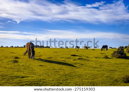 Grazing New Forest ponies in late afternoon sun at Bolderwood,UK