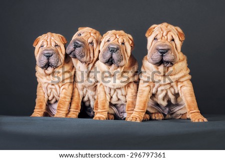 four puppies sitting