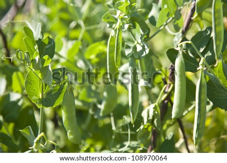 garden bean plant