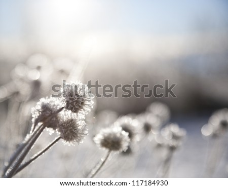 frozen plants in early morning close up in winter frozen plants in early morning close up in winter