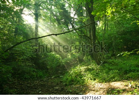 Sun rays deep in the forest in spring in primorska region in slovenia