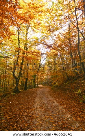 Gravel path leading into forest in autumn with gold foliage in primorska region in slovenia