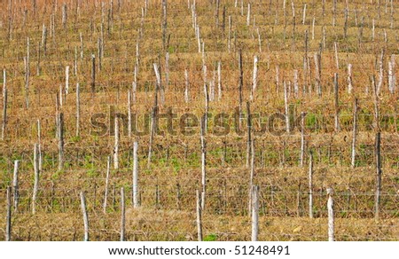 vineyard poles with grape plant in winter in brda region in slovenia