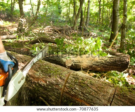 forest worker cutting the trunk in the forest with chainsaw