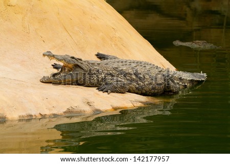 Crocodile is cooling down with mouth open near the water