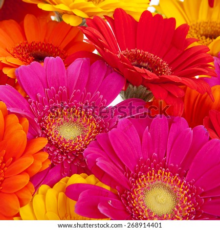 Background filled with colorful Gerber flowers