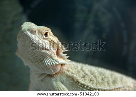 portrait of a Bearded Dragon reptile in closeup