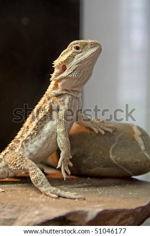 Reptile Lighting on Bearded Dragon Reptile In Yellow Lights Getting Warm Stock Photo