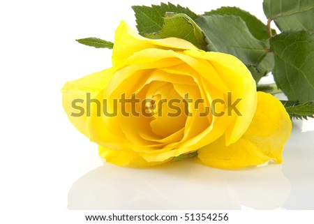 yellow rose flowers images. stock photo : One yellow rose
