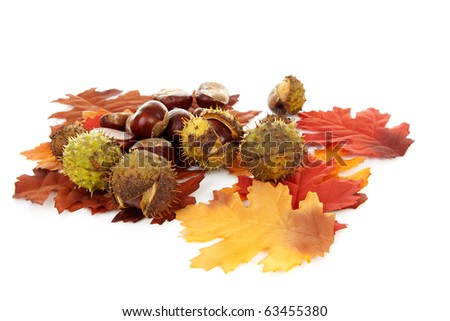 autumn scene with leaves and chestnuts over white background