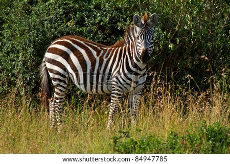 African zebra in bush  looking at camera