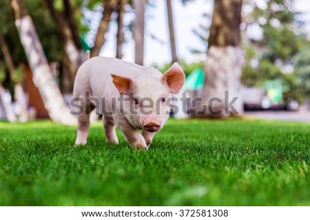 Small cute pigs walking on grass