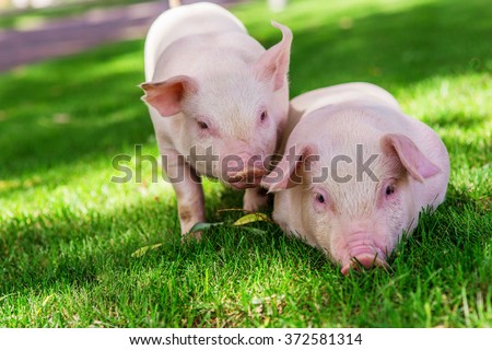 Small cute pigs walking on grass