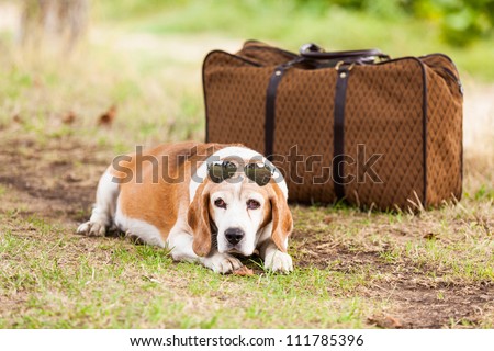 Dog with Sunglasses and Old Fashioned Suitcase