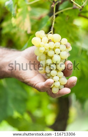 Adult Man Harvesting Grapes in the Vineyard