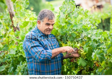Adult Man Harvesting Grapes in the Vineyard