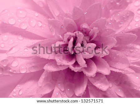 Abstract petals of a flower with drops